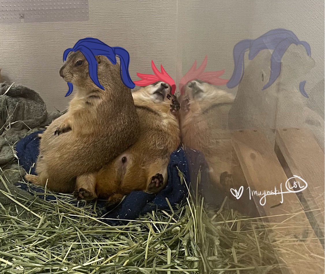 Another reminder to not let a few bad apples ruin your fun on here. YOU curate your own tl and happy space. There’s a lot to enjoy still… like this prairie dog version of #caitvi 🤷‍♀️??

(I broke my rule to note draw on vacay, so… enjoy 😭)