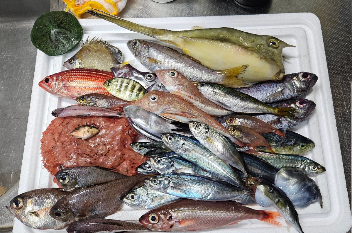 こんにちは！
暑い！暑い！暑い！☀☀☀
とにかく暑い毎日ですね☀

今日も変なお魚さんBOXいきます
詳細や気になることはお気軽に
DMしてきてください！