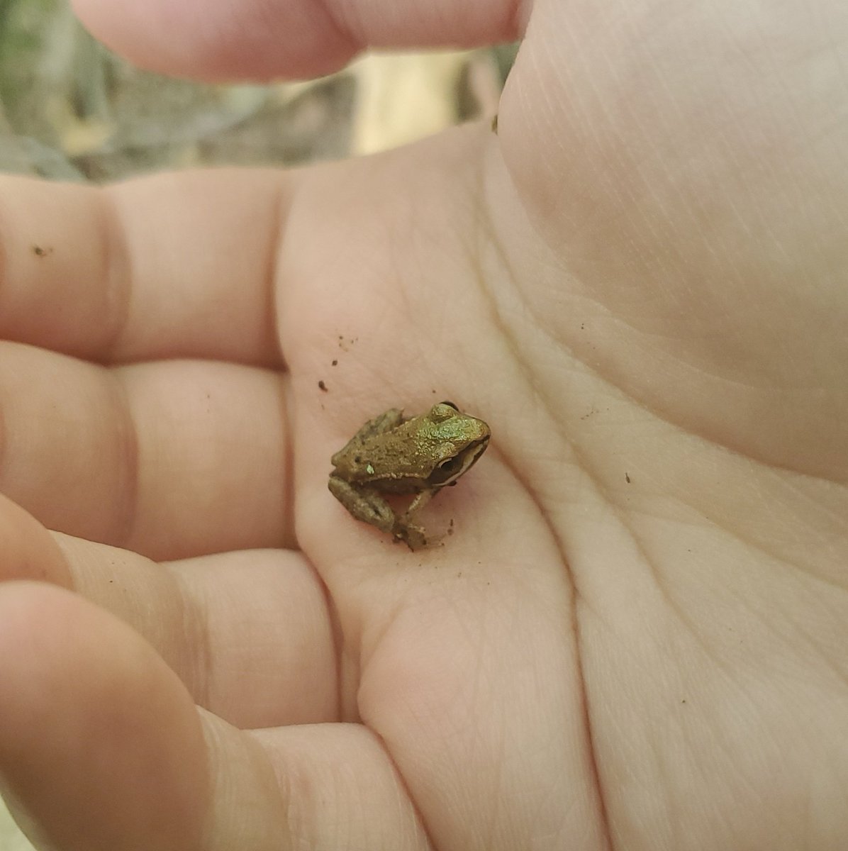 __umou__'s tweet image. i caught frots today