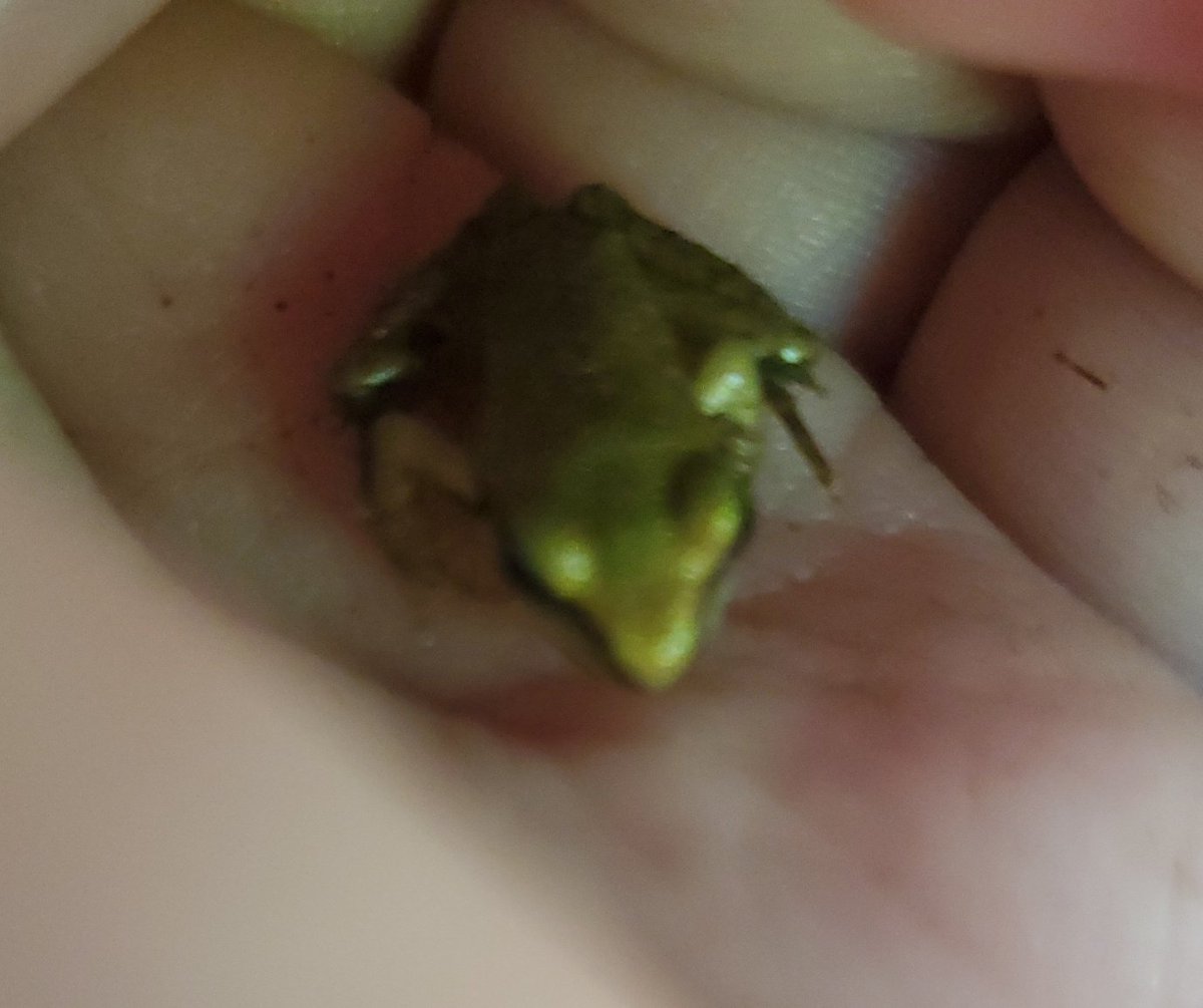 __umou__'s tweet image. i caught frots today