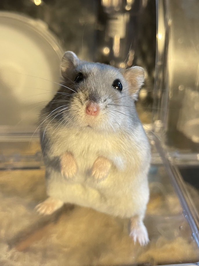 sbsb_mcmc's tweet image. ネズミ感すごい🐹