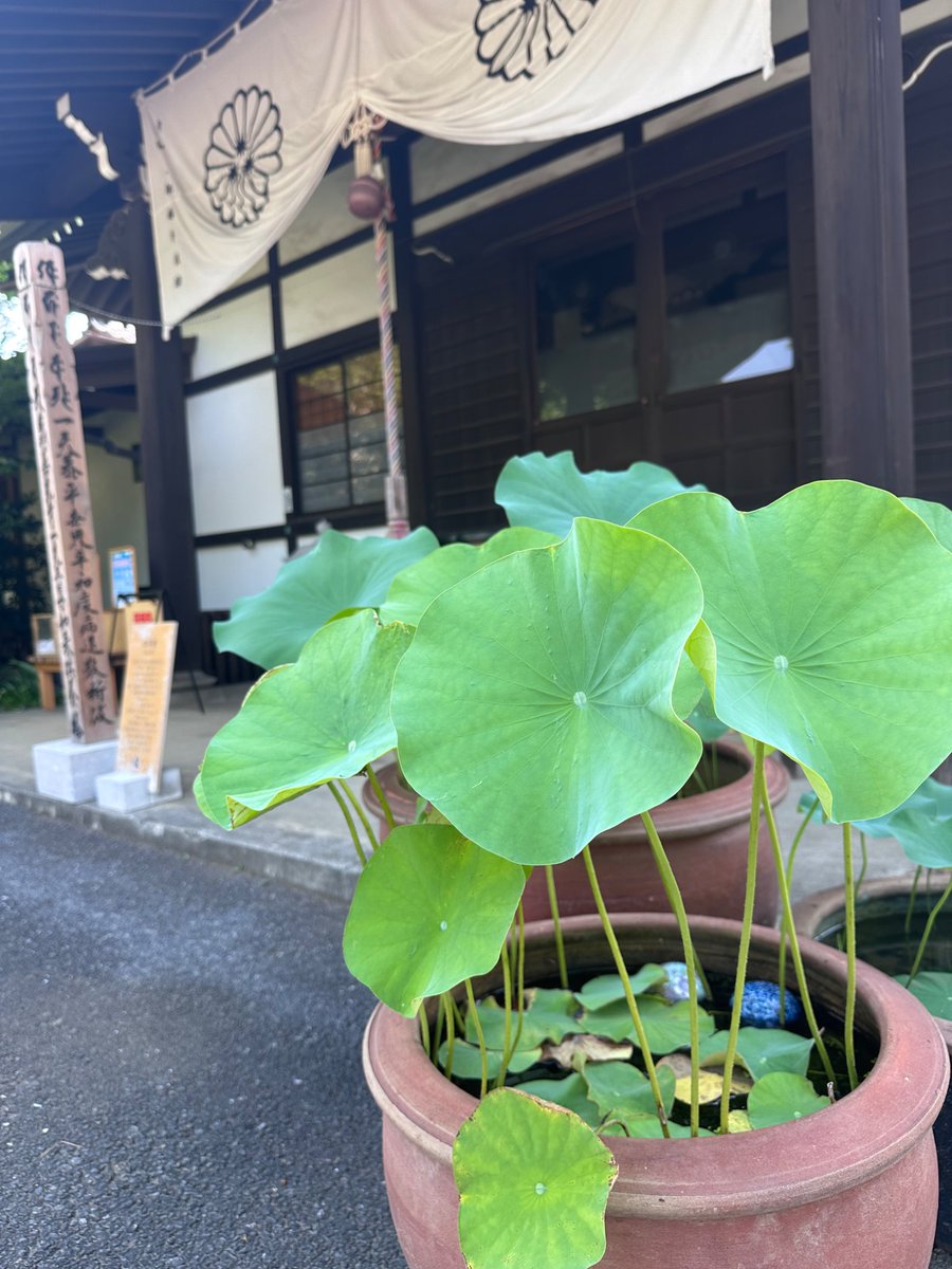 本年の蓮は咲きませんでした‼︎
残念ですが、人生のように花が咲かない年もあるということかと存じました🙏