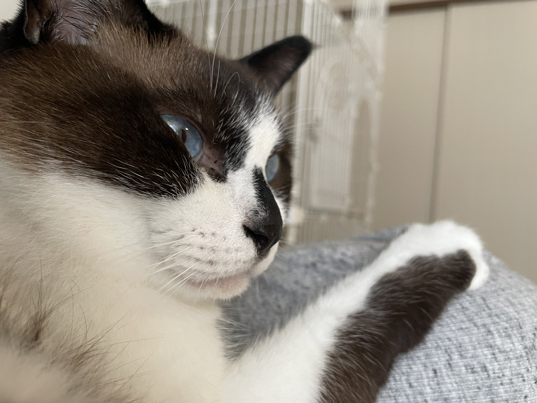 ねこむすびのマンチカンたち | マンチカン専門キャッテリー猫結