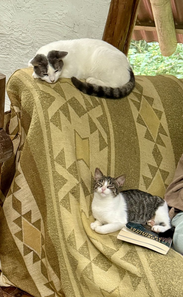 More #Cat friends from Ecuador