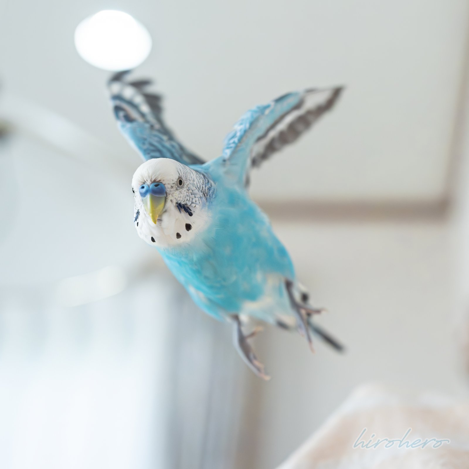 hirohero (@hirohero) / X