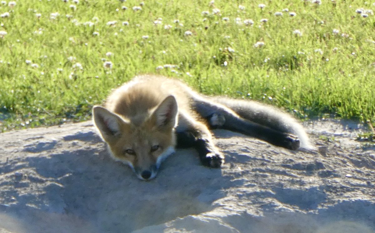 sallymauk's tweet image. What a summer for fox sightings.
#foxheaven