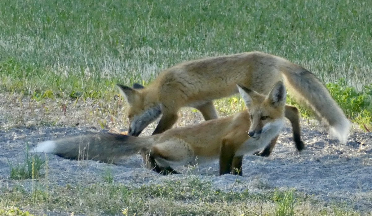 sallymauk's tweet image. What a summer for fox sightings.
#foxheaven