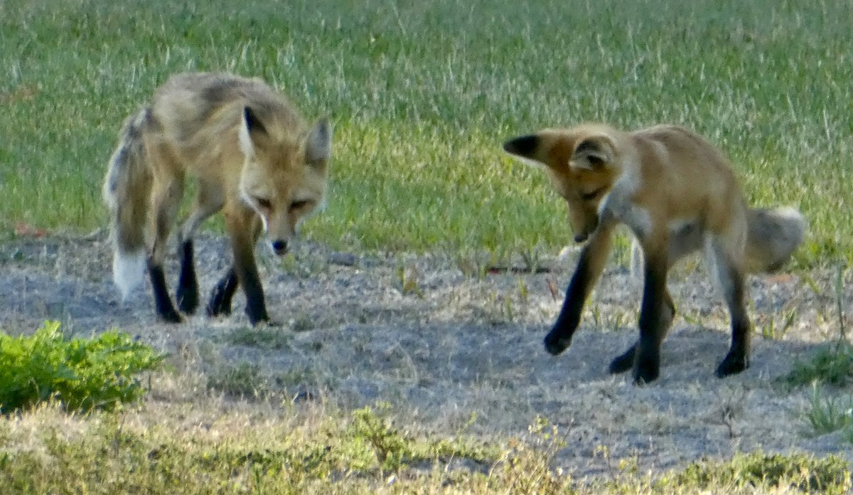 sallymauk's tweet image. What a summer for fox sightings.
#foxheaven