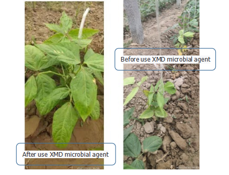 chufangagri's tweet photo. Bacillus amyloliquefaciens can play a very good role in disease prevention and control, and has three main functions:
1. Biocontrol effect
2. Promote rooting, increase production and improve quality
3. Improve soil https://t.co/8B3gVfYjPf