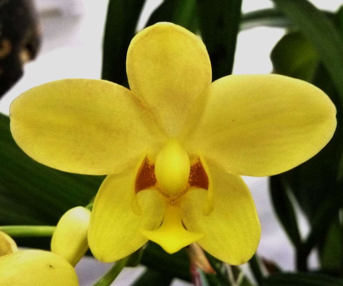 OrchidsWorldCom tweet media