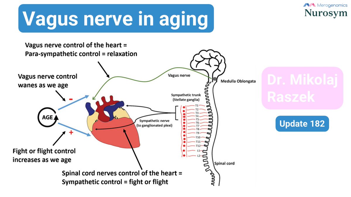 Unlock the secret to healthy aging: your vagus nerve! 🌿
Learn how it controls inflammation, heart health, oxidative stress &amp; longevity. Plus, hear about the Nurosym device.
Watch here ➤ youtu.be/PV8E5AS9kSo
#VagusNerve #Longevity #HeartHealth #Inflammation