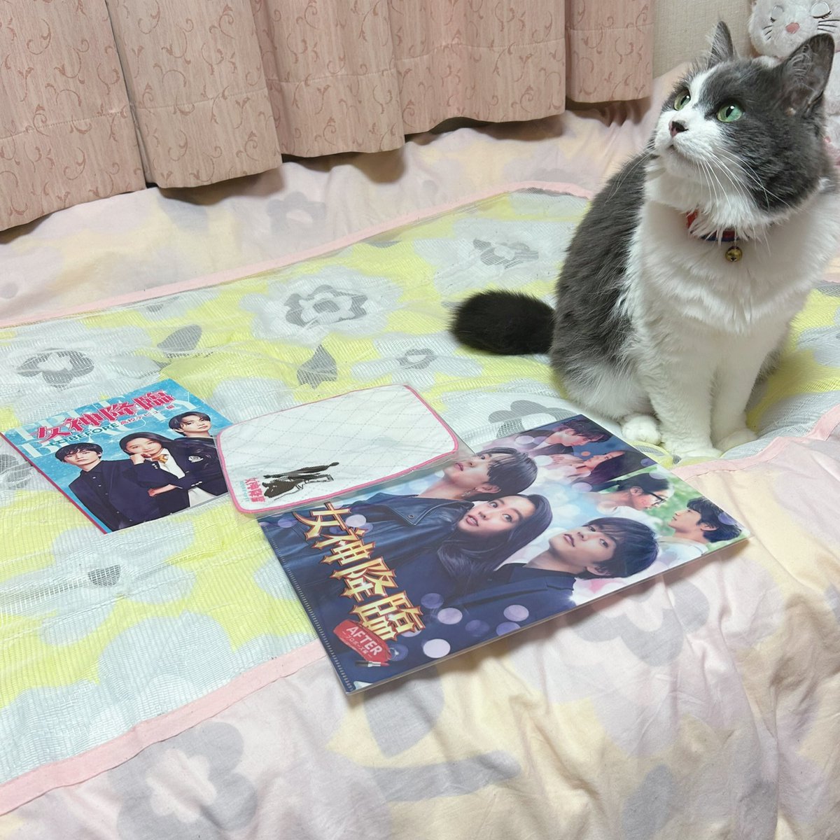 アッシュは6月9日で11歳になりました☆

と言う事で7月からメインであるMIHALのと一体化致します‼️🐈‍⬛

今後はMIHALの方からアップして行きたいと思いますので宜しくお願いします❗️

#MIHALBLOG #猫 #ネコ #ニャンコ #ペット #猫好きさんと繋がりたい