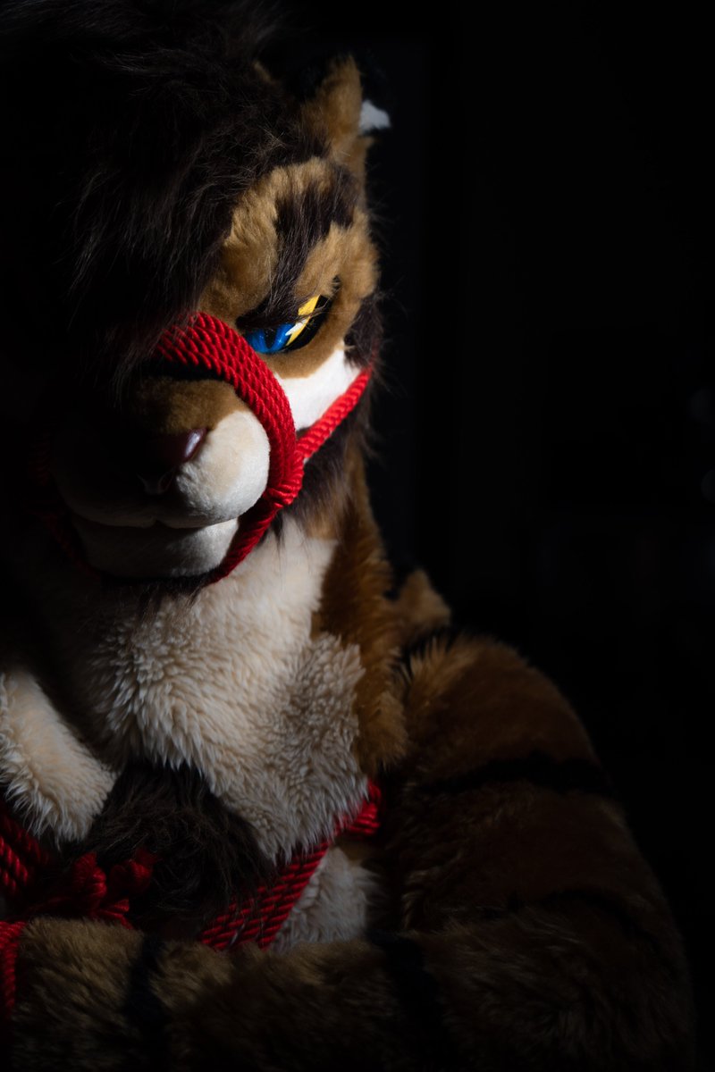 🐯: <a href="/vincentorczk/">Vincent</a> 

#Furry 
#fursuit 
#Fursuitfriday 
#FursuitEveryday  
#fursuitphotographer