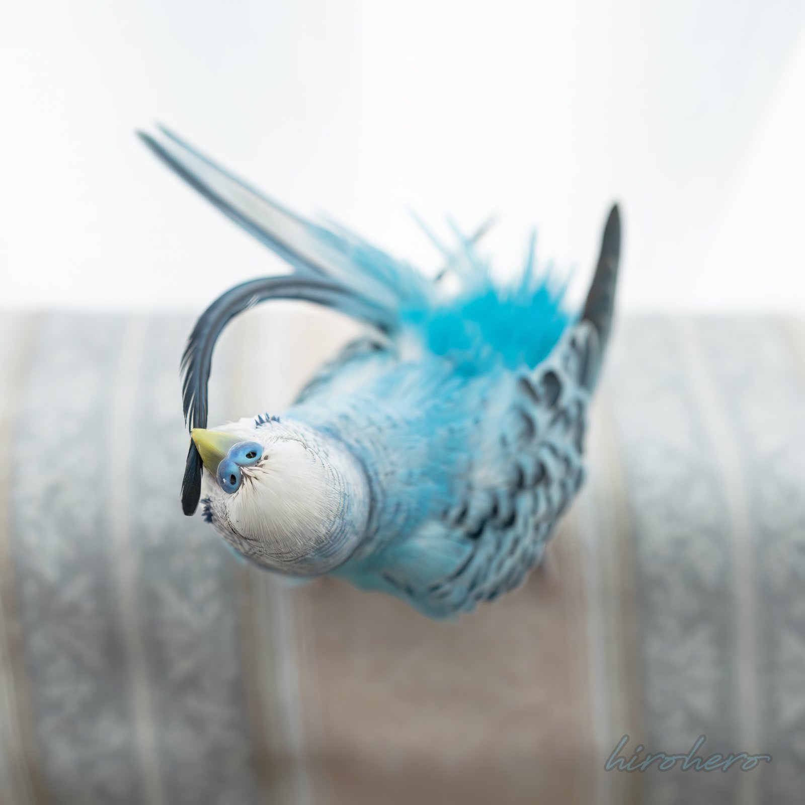 hiro様専用 アネモネ、信長、インコ - メルカリ