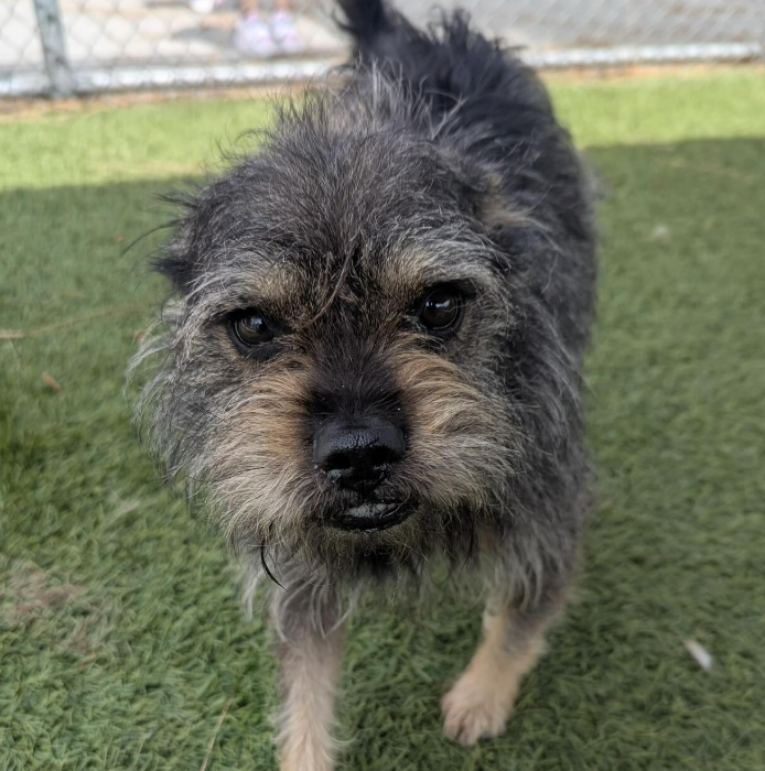 💔🆘💔 6 yo terrier CHEWY is still at Downey #California ACC😢 He's 20 lbs and a lively little Love Bug. There are several other younger Littles at Downey too. The shelter is SO Full😲 Please pay a visit if you can add to your pack🙏 info🔽 #A5706921