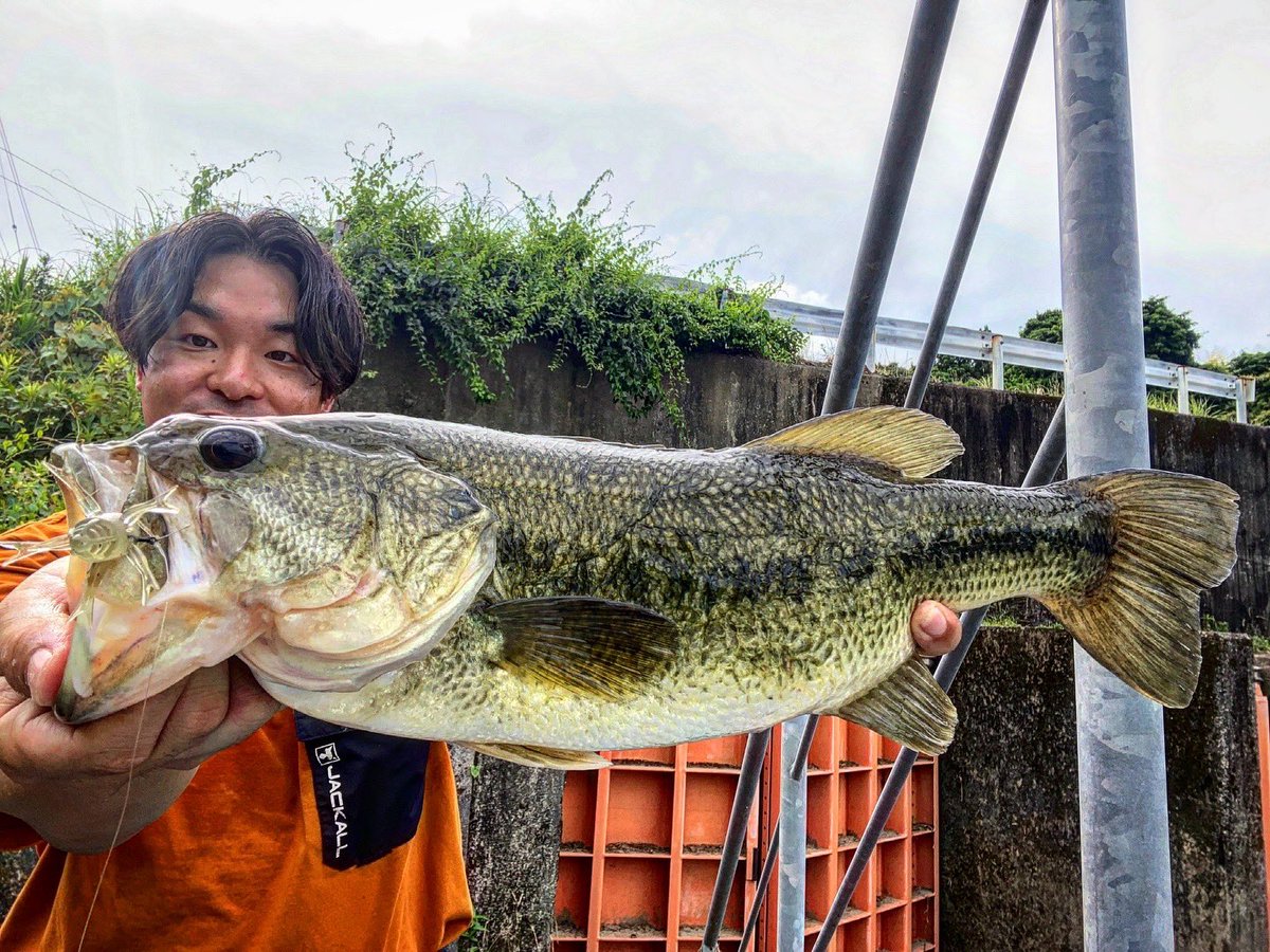 ybassf's tweet photo. 最近の釣果🐟

ジミーヘンジ42
キングジミーヘンジ
リッピンポッド

夏��サイトとトップゲーム最高に楽しい😳

特にトップは格別😍
ハイシーズン😍😍😍

#PR
#仕上がってる https://t.co/dVpEEleXLt