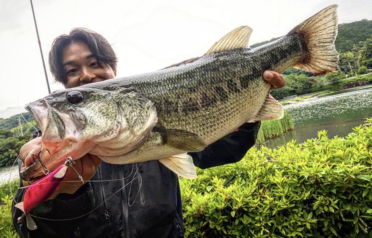 ybassf's tweet photo. 最近の釣果🐟

ジミーヘンジ42
キングジミーヘンジ
リッピンポッド

夏��サイトとトップゲーム最高に楽しい😳

特にトップは格別😍
ハイシーズン😍😍😍

#PR
#仕上がってる https://t.co/dVpEEleXLt