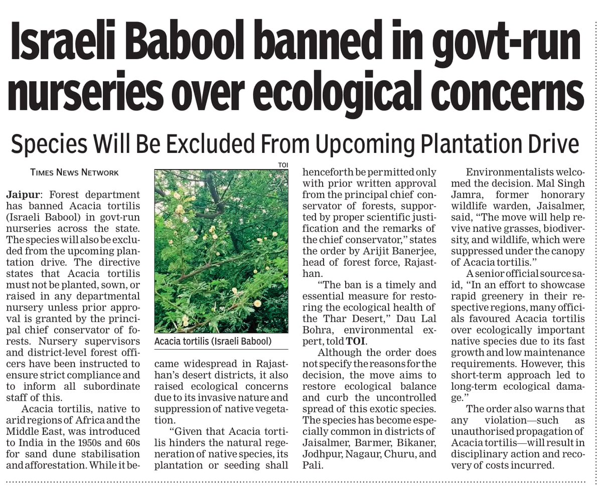 Finally, a sensible officer has banned this horrible tree from Rajasthan’s plantation list. This decision brings hope for the revival of our native species. But one wonders—why did it take so long to realise the damage and why was this species planted for so many years?