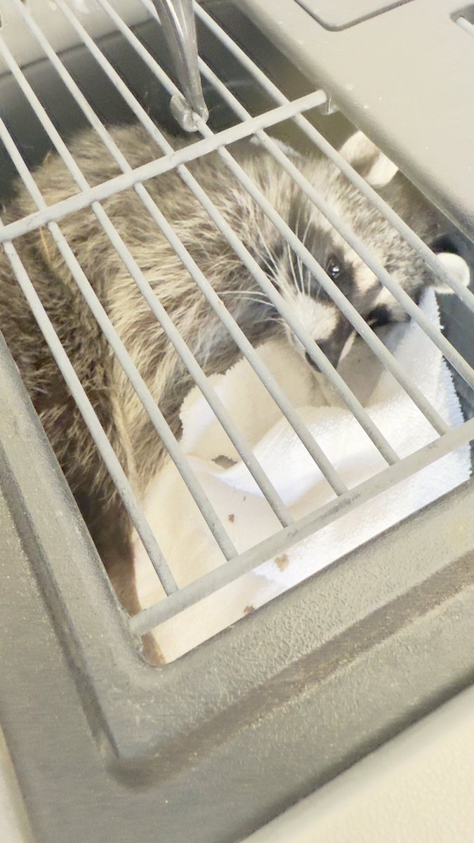 🚨 Unexpected visitor alert! 🚨
Meet Rocket the raccoon—our surprise mascot at Station 12 in Crystal Bay today! 🦝

Thanks to some caring community members, we connected with Lake Tahoe Wildlife Care, who gave Rocket a safe lift to his next adventure. 🐾💚

#WildlifeRescue