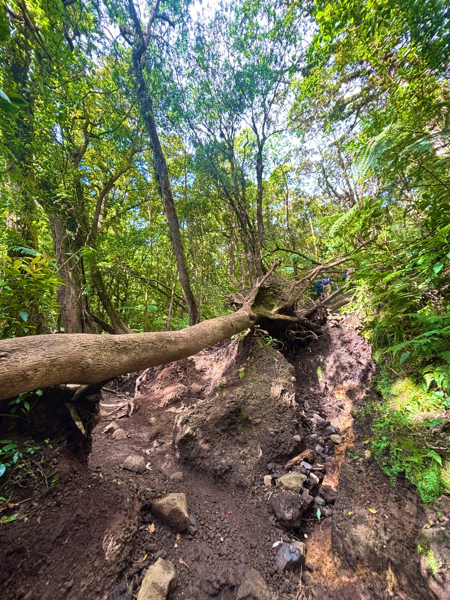 margarethhms's tweet photo. Tiba-tiba Tektok Gunung Gede‼️

✅Total jarak pp: ±30 km
✅Elevasi maksimum: ±2.958 mdpl (Puncak Gede)
✅Target tektok: 12-16 jam (tergantung fisik)
✅Track berat: Dari Pos 3 ke 4, tanjakan akar, licin, kadang sempit.
🚽 tidak ada toilet dari bawah sampai puncak https://t.co/VMtd84FSJP