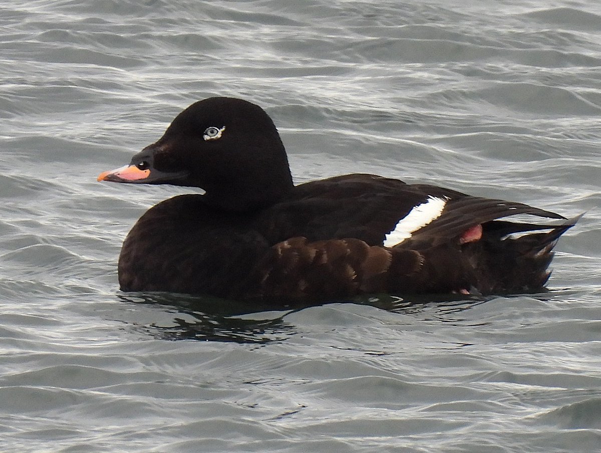 KGbirder (@kgbirder) on Twitter photo The White-winged Scoter doing the business again off the Musselburgh seawall this morning. It's not often when scoter watching that your scope is redundant! <a href="/birdinglothian/">Birding Lothian</a> The White-winged Scoter doing the business again off the Musselburgh seawall this morning. It's not often when scoter watching that your scope is redundant! <a href="/birdinglothian/">Birding Lothian</a>