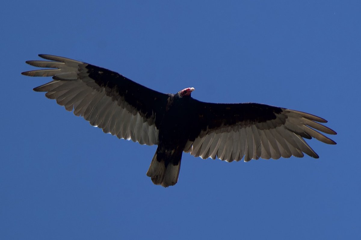 sgehringdesign's tweet photo. Turkey vulture by the Bonneville Damn 

#oregon #naturephotography #turkeyvulture #pdx #columbiarivergorge #pacificnorthwest #oregonexplored #birds #birdsofprey #bird #wildlife #wildlifephotography https://t.co/ZIJecci7Nb