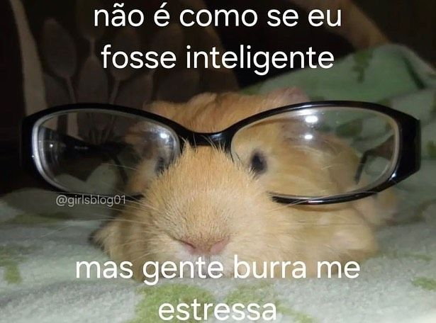 perfil dedicado a gatinhos e peitos (@odeiootaco) on Twitter photo 