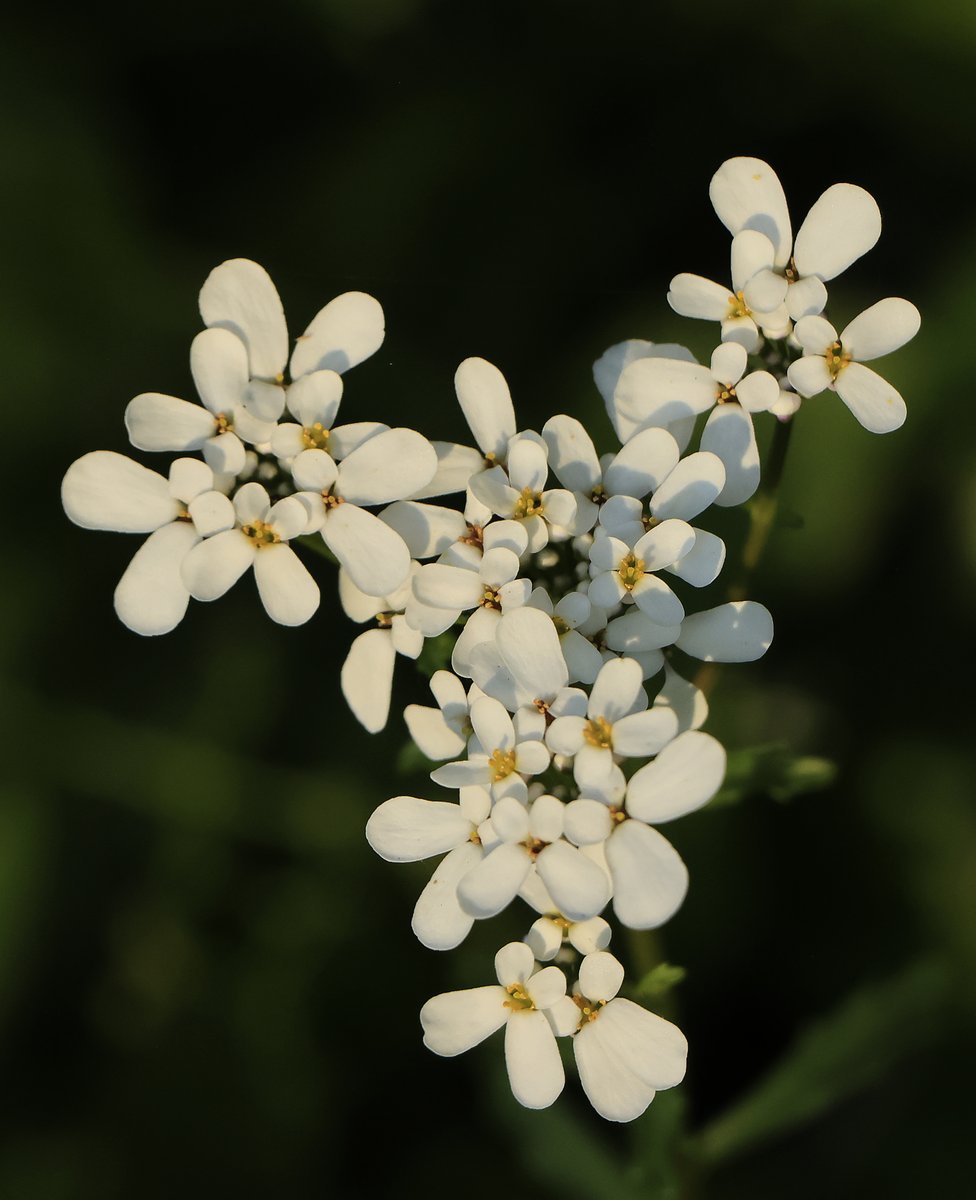 BobZellarPhoto's tweet image. Mount Rainier and area flowers