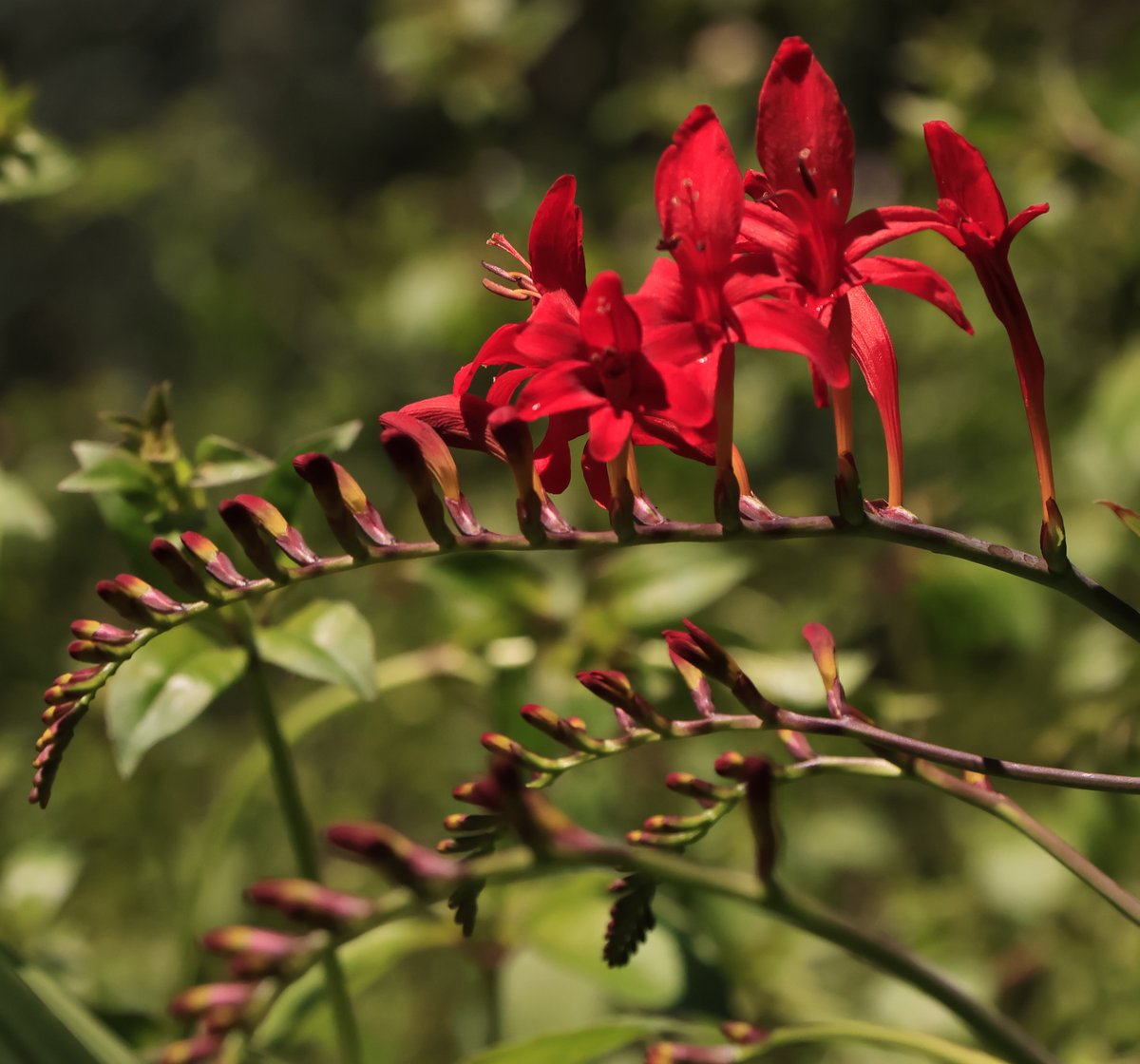 BobZellarPhoto's tweet image. Mount Rainier and area flowers