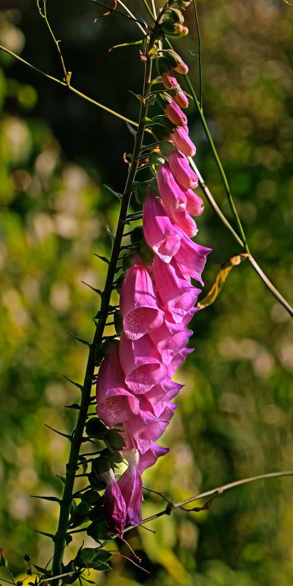BobZellarPhoto's tweet image. Mount Rainier and area flowers