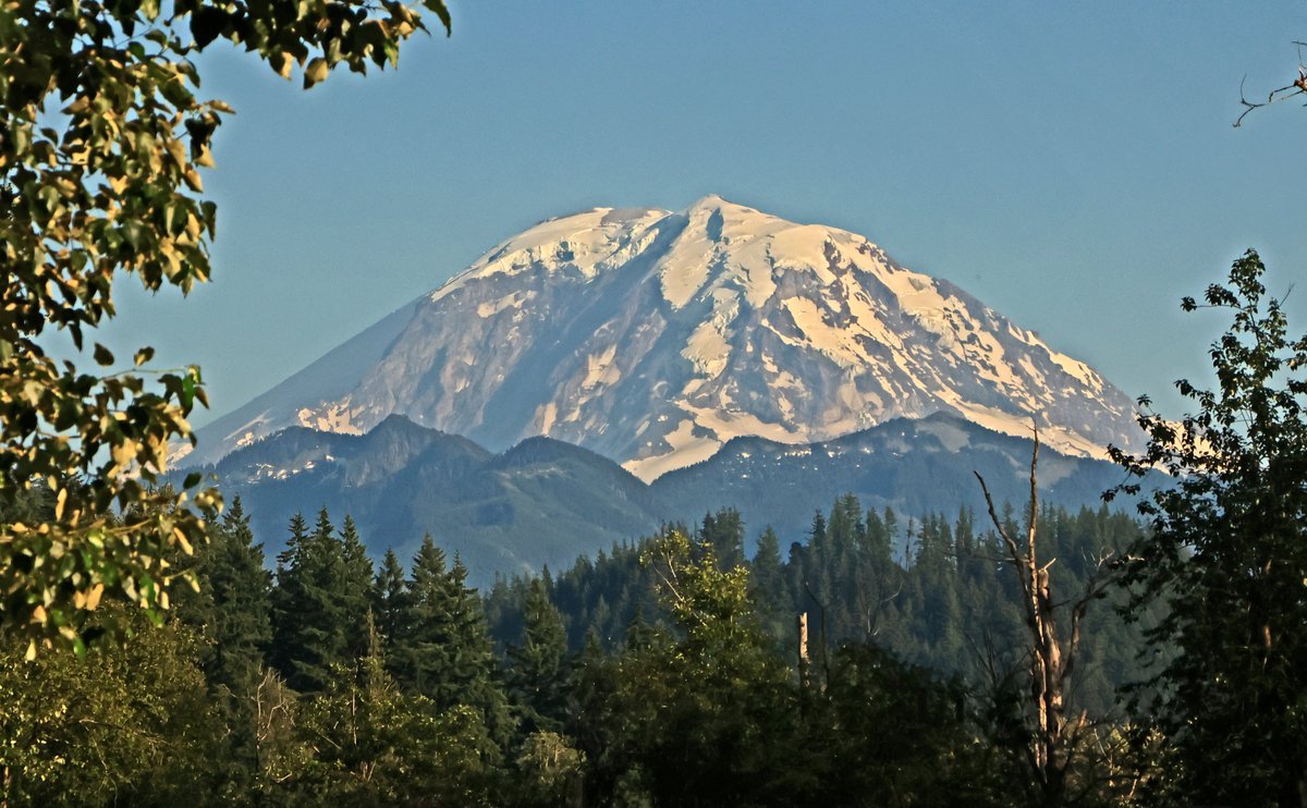 BobZellarPhoto's tweet image. Mount Rainier and area flowers