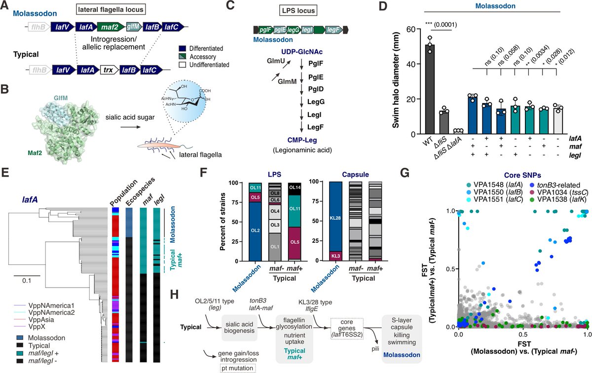 daniel falush tweet media