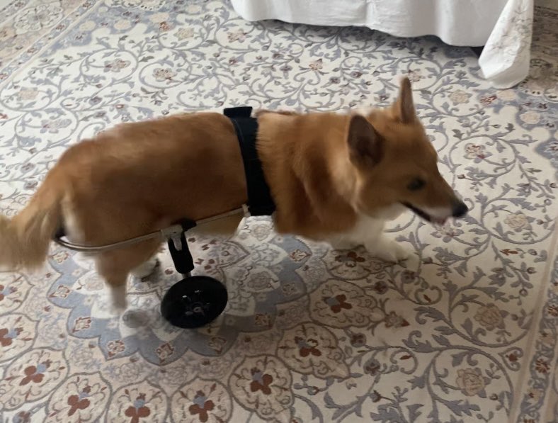 moere_works's tweet photo. もうすぐ15歳コーギー！！
#corgi #コーギー #もえれ製作所 #犬用車椅子 #犬の車椅子 #アルケリーオ #アルケリーオ2 #わんモック #北海道 https://t.co/rUKwB01zZy
