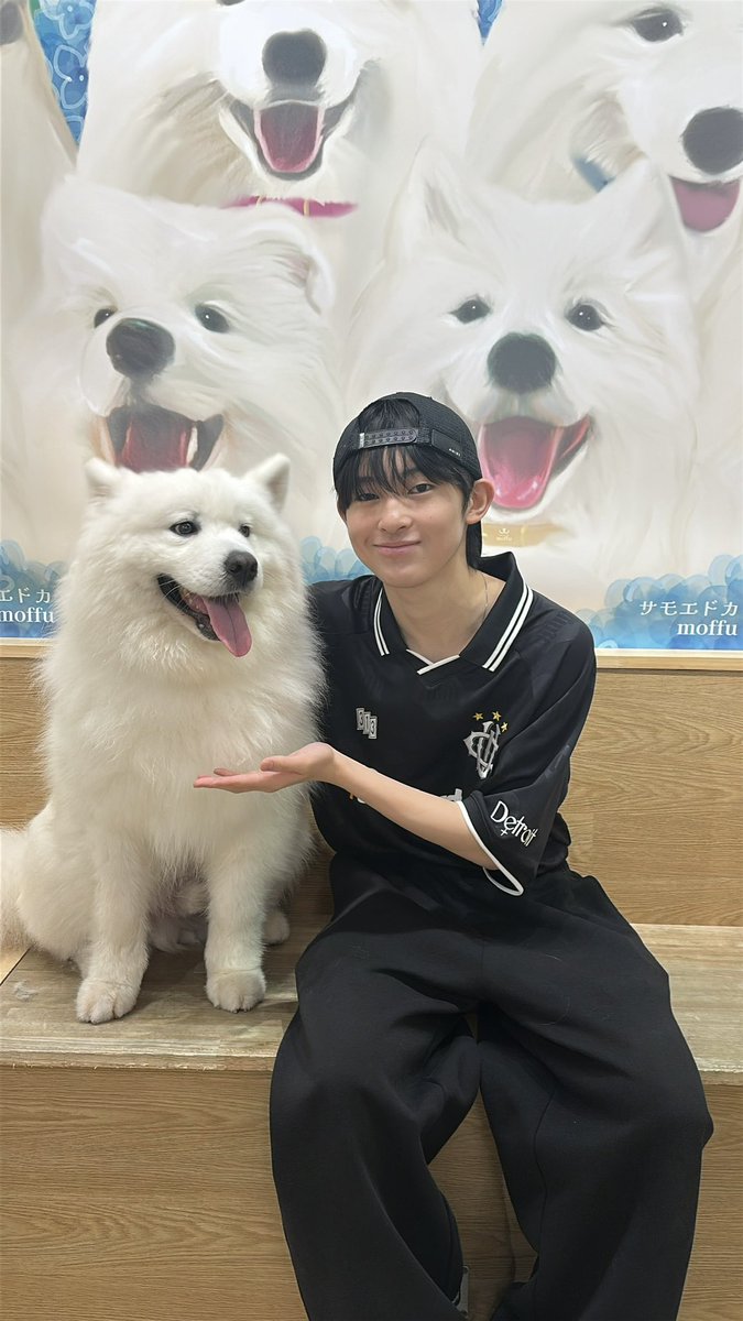 原宿で話題の #サモエドカフェ🐶 ＼ まっしろでもふもふな サモエド犬