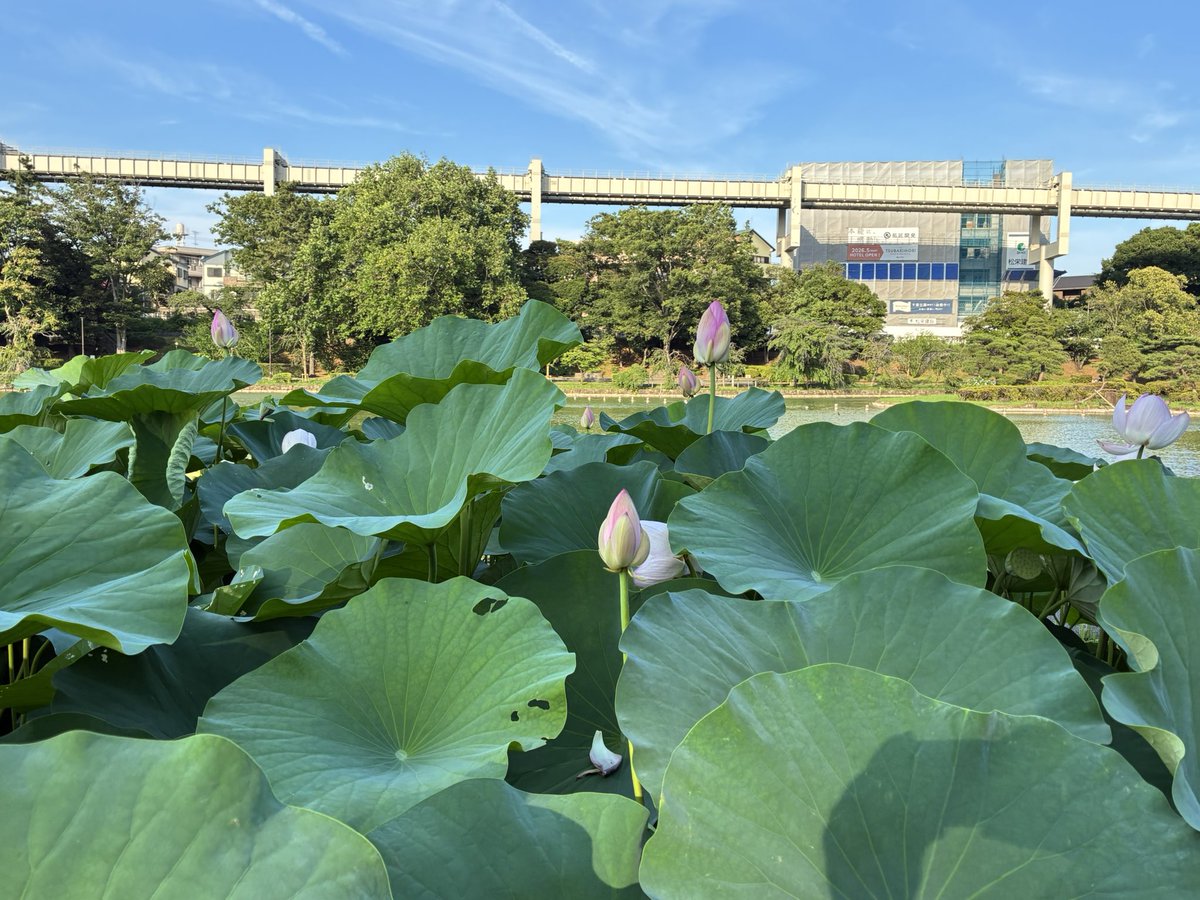 Seerosen Zeit 😍

Wir haben schon ein sehr schönes zu Hause gehabt hier. Ich habe überlegt welche WE Reisen wir noch machen könnten, mich aber nun dafür entschieden einfach in der Umgebung Verfügbares nochmal voll auszukosten.