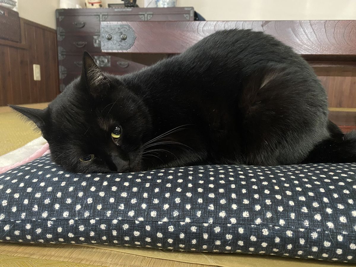 Black cats are not bad luck (@visualscat) on Twitter photo 