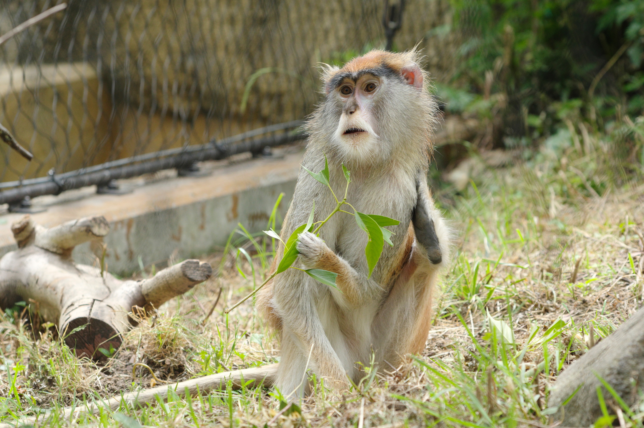 ワオキツネザル - ときわ動物園 - ときわ公園|山口県宇部市
