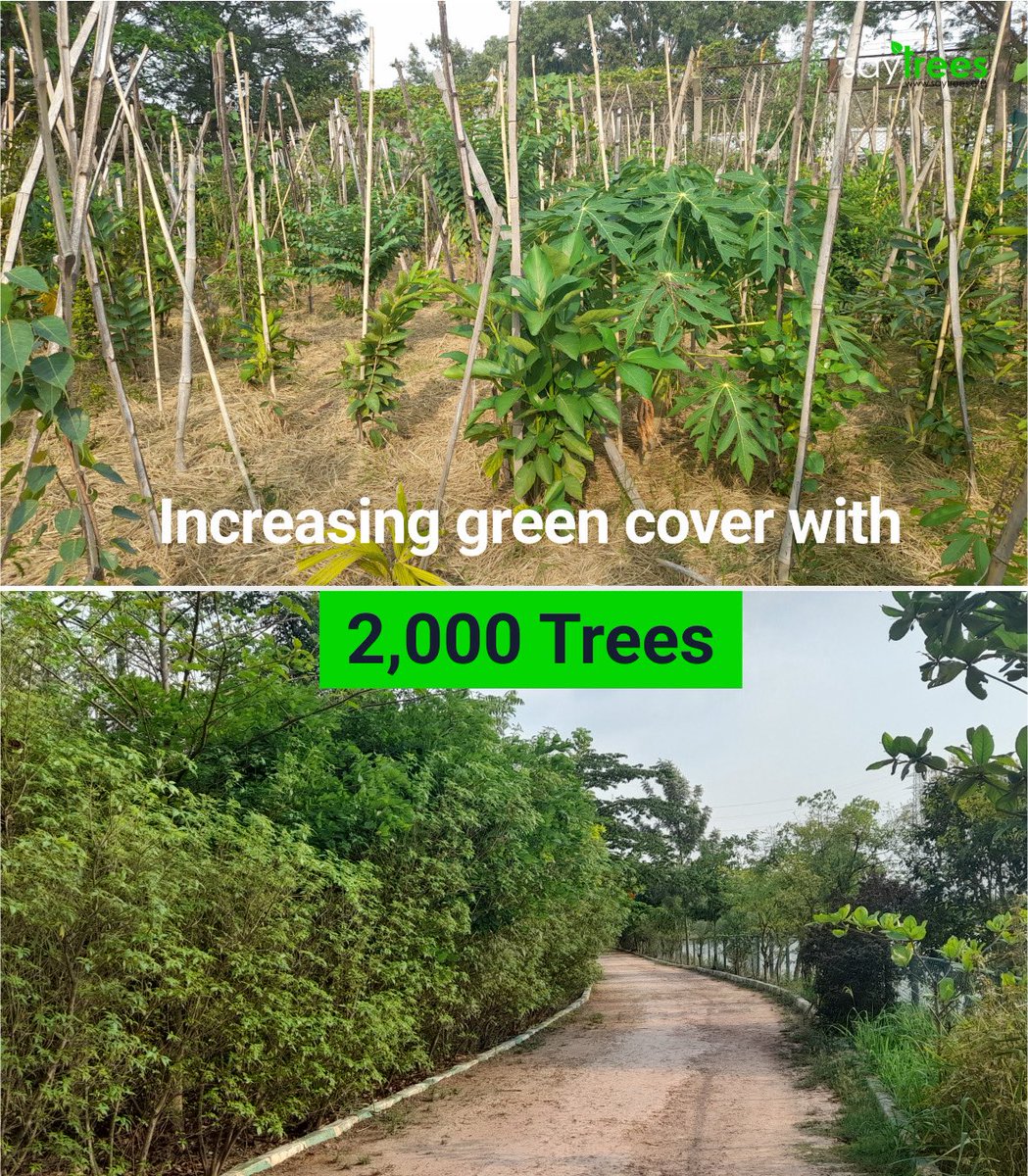 kapil_saytrees's tweet image. When cities give space to roots, they grow resilience in return.
At Kudlu Lake, Bengaluru, Karnataka, @saytrees_ind undertook a green revival in 2021 by planting 2,000 trees — 1,000 through the Miyawaki method and 1,000 with Traditional plantation.
This blend of dense native…
