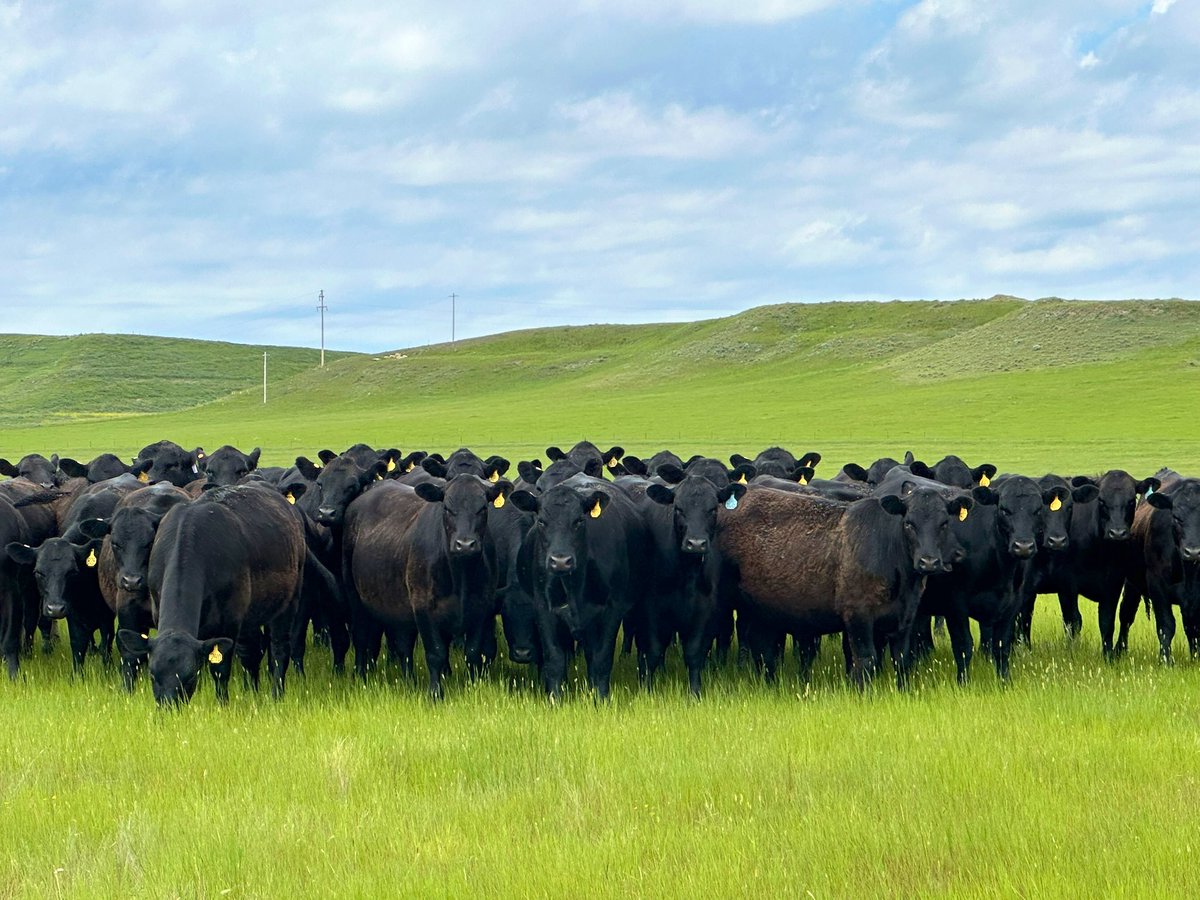 KsBru62's tweet image. I was so worried our yearlings were going to be a wild nightmare. When we moved them to a new pasture about a month ago they were nuts but they’ve tamed down rather nicely. My hubby thinks I’m the cow whisperer.🤷♀️😉🤣
Goodnight friends. 😴💤🇺🇸