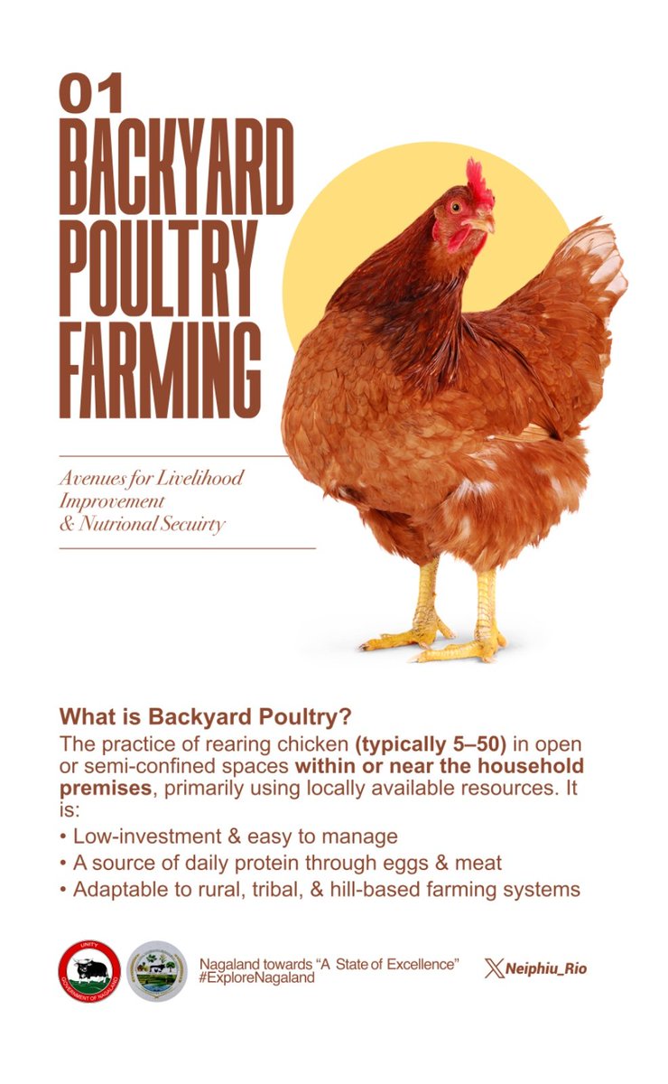 Neiphiu_Rio's tweet photo. Backyard Poultry Farming offers a low-cost, high-impact solution for livelihood and nutrition security across rural Nagaland. It is a step towards self-sufficiency: supporting Self Help Groups, strengthening local resilience, and improving farmers' income. #KnowYourGovernment https://t.co/QRx79GSmLS