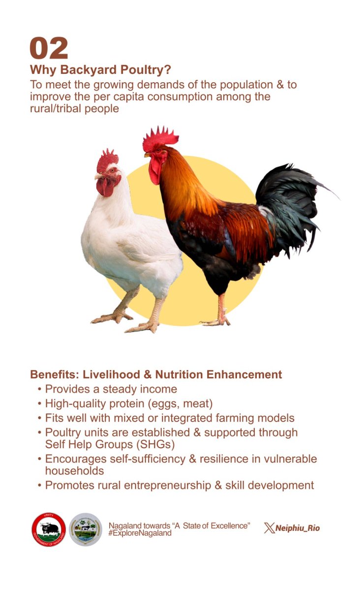 Backyard Poultry Farming offers a low-cost, high-impact solution for livelihood and nutrition security across rural Nagaland. It is a step towards self-sufficiency: supporting Self Help Groups, strengthening local resilience, and improving farmers' income. #KnowYourGovernment