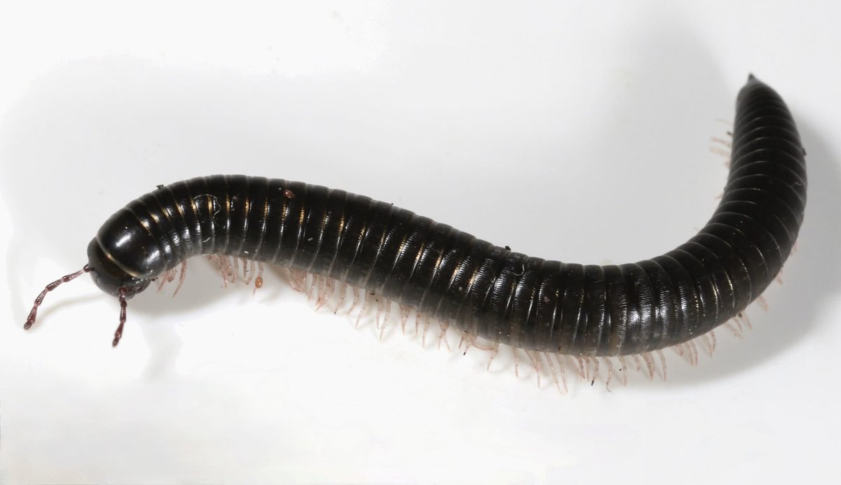 An Advisory Group has been set up to track the millipedes that were present on the South Coast earlier in the year. The group includes WCC , Wellington RC &amp; Biosecurity NZ 
Owhiro Bay School7 - 9pm Thursday 3 July
You can send Qs ahead of time to- engagement@wcc.govt.nz
