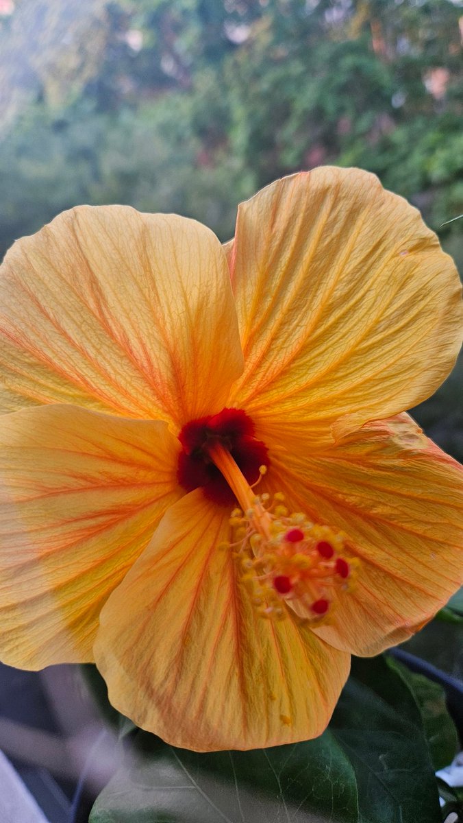 Mireu què maco i quin canvi de color d'un dia a un altre!!! 🧡💛