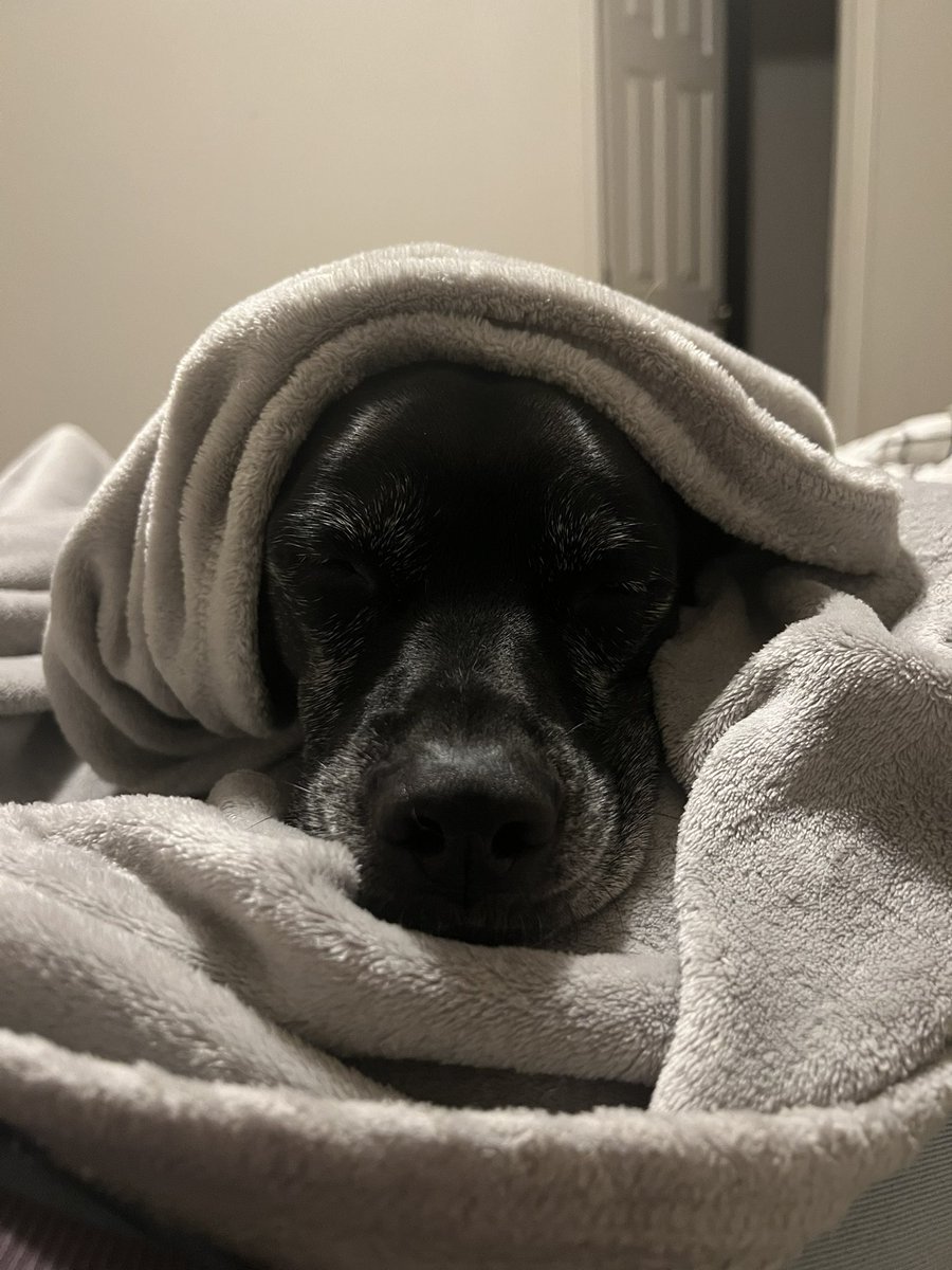 My dog loves to sleep under the blankets on our bed, but she doesn’t understand how blankets work. She stands on top of the blanket and then awkwardly barrel rolls to get under the blanket and ends up in a tangled mess.