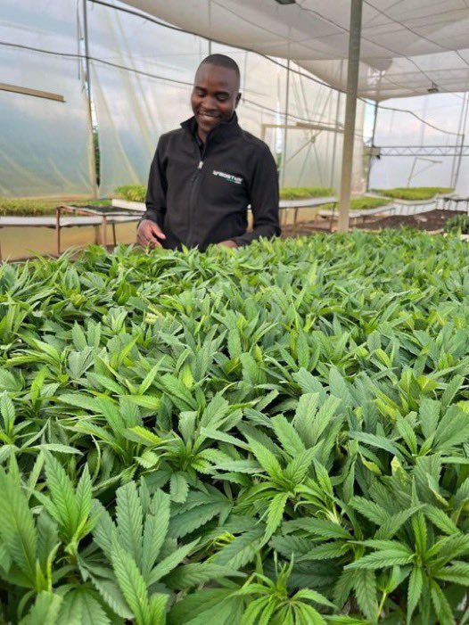 Medical marijuana is a lucrative venture, but don't go solo.Partner with an expert who's navigated the industry to avoid pitfalls. With numerous active compounds like THC and CBD, mastering cultivation and production requires experience. Without guidance, you risk getting lost in