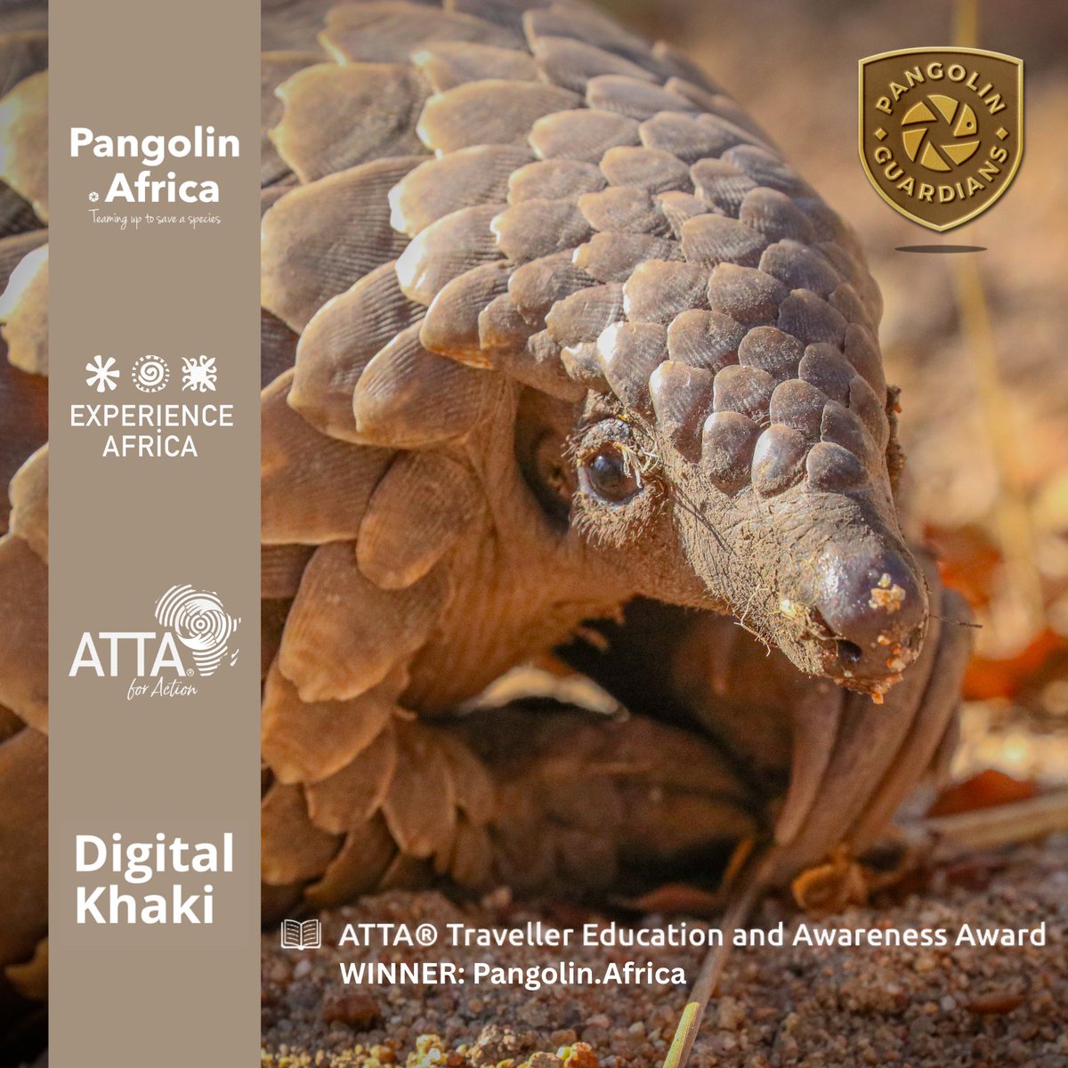 DigitalKhaki's tweet photo. We’re proud to support PangolinAfrica, winners of the ATTA® Traveller Education and Awareness Award!

Their #PangolinGuardians programme is changing the future of conservation through education and awareness.

Small team, big mission. 

@atta_tourism https://t.co/q6EPthclBk