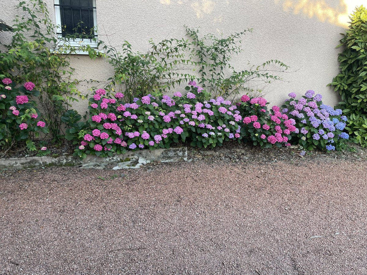 « la couleur des hortensias change en fonction du PH » du sol »

Bon visiblement ici c’est assez indécis