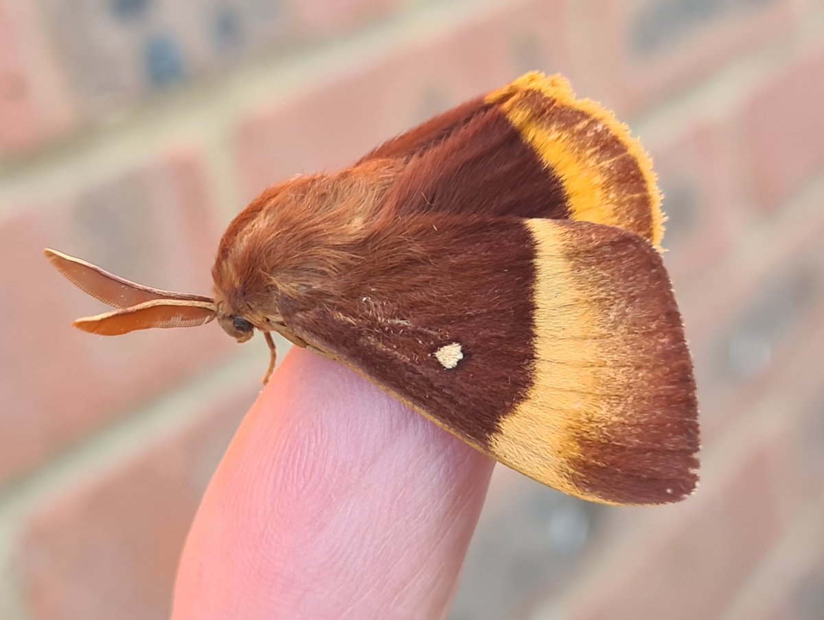 dartfordtrapper's tweet image. A smart msle Oak Eggar in the garden trap last night. 70 species. Dartford VC16.