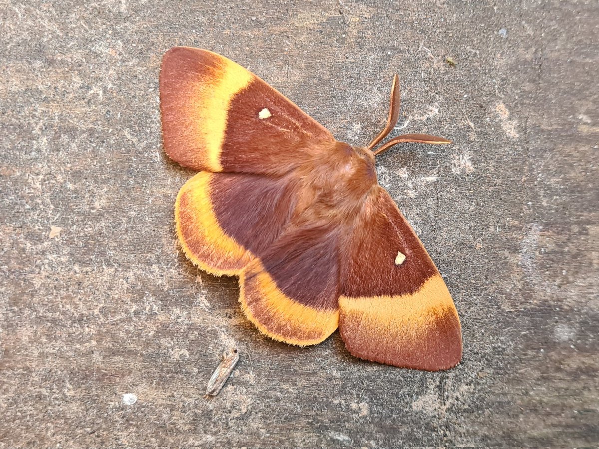 dartfordtrapper's tweet image. A smart msle Oak Eggar in the garden trap last night. 70 species. Dartford VC16.