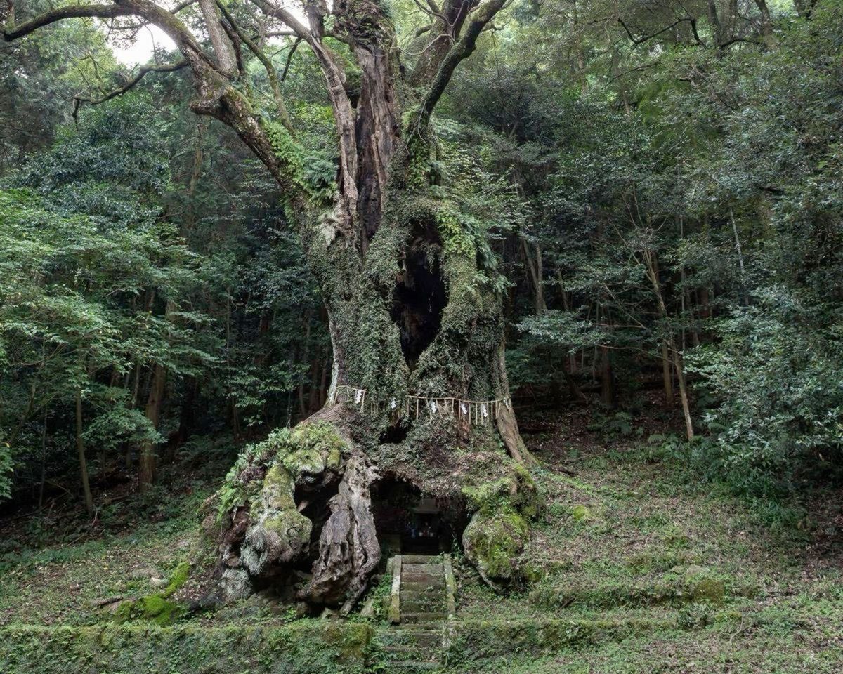 timidfaerie's tweet image. I love trees, especially this one